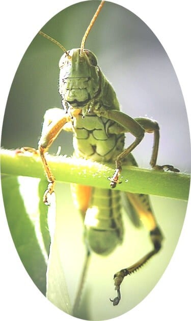 Grasshopper-on-a-branch-contemplates-her-career